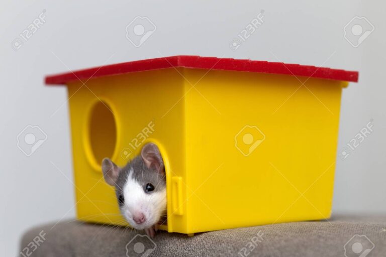 souris