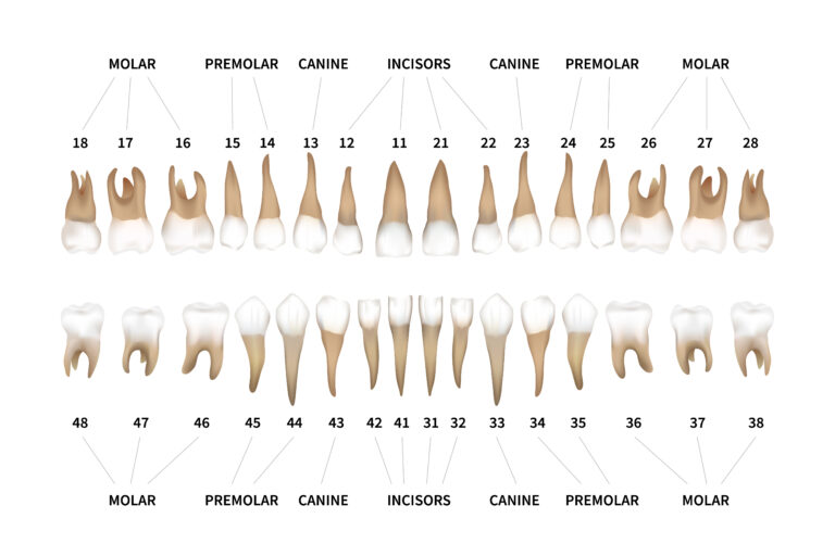 numerotation des dents